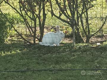 Conigli allevati a terra