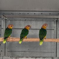 Caicchi testa gialla 2024 non allevati a mano