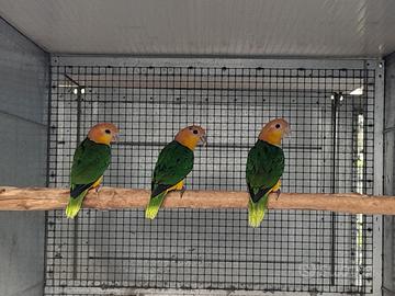 Caicchi testa gialla 2024 non allevati a mano