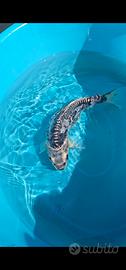 Carpa Koi