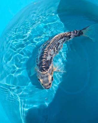 Carpa Koi