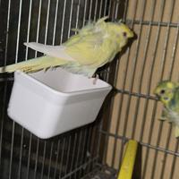 Coppia cocorite Hogoromo