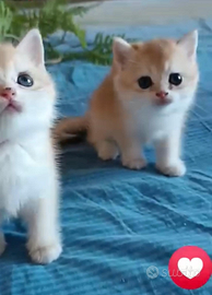 British shorthair golden chinchilla NY 12