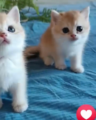 British shorthair golden chinchilla NY 12