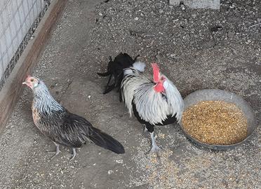Polli poenix