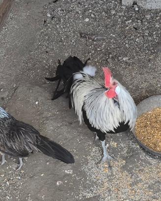Polli poenix