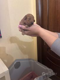 Barboncini toy e mini toy