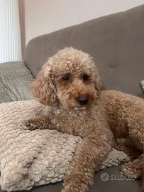 Cane Barbone per accoppiamento