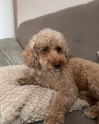 Cane Barbone per accoppiamento
