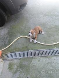 Staffordshire Bull Terrier Femmina