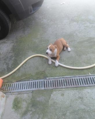 Staffordshire Bull Terrier Femmina