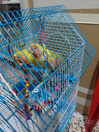 Pappagallo monaco &inseparabile