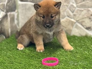 Shiba inu