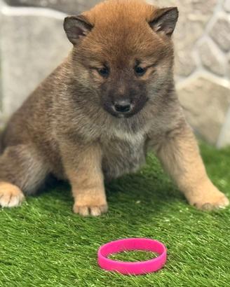 Shiba inu