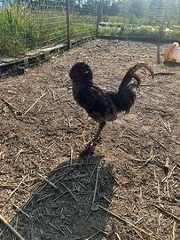 Gallo Padovano Blu 9 mesi