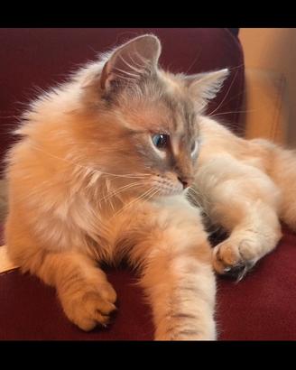 Siamese adulto in adozione