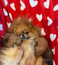 Spitz Di Pomerania Mini