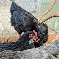 Galline Galli Australorp ovaiole