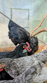 Galline Galli Australorp ovaiole