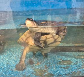 Tartaruga collo di serpente