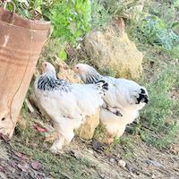 Brahma bianco Columbia