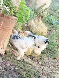 Brahma bianco Columbia