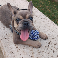 Cucciolo di bulldog francese