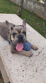 Cucciolo di bulldog francese