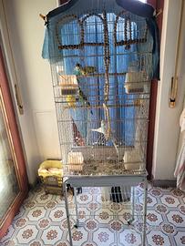 Pappagallini cocorite