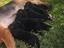 Immagine 3
