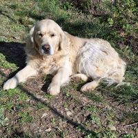 Stallone golden retriever inglese