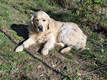 Stallone golden retriever inglese