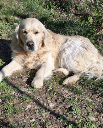 Stallone golden retriever inglese