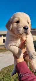 Golden retriever anglo americani con pedigree
