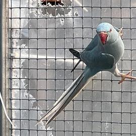 Parrocchetto dal collare