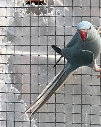 Parrocchetto dal collare