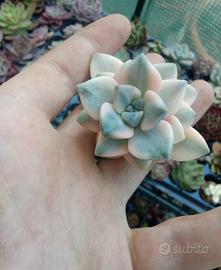 pianta grassa echeveria titubans