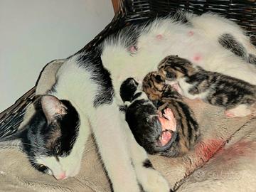 quattro gattini piccoli