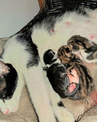 quattro gattini piccoli