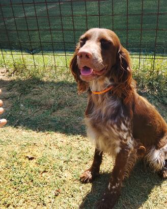 Setter