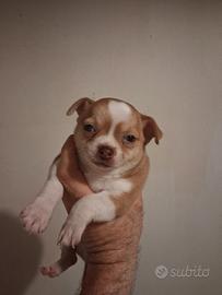 cuccioli di chihuahua 