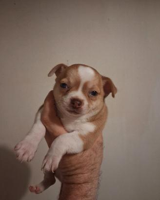 cuccioli di chihuahua 