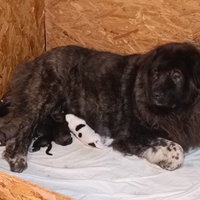 Cuccioli pastore del caucaso alta genealogia