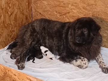 Cuccioli pastore del caucaso alta genealogia