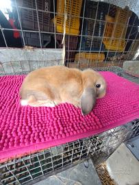 Coniglietto ariete nano