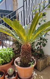 Cycas revoluta(Palma)