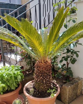 Cycas revoluta(Palma)