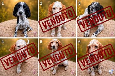 Cucciolo Setter inglese