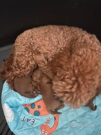 Barboncino red maschio Enci