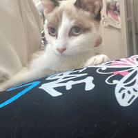 Gattine pronte per l'adozione